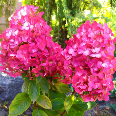 Фрамбозіно Ренсам (Самарська Лідія) р9